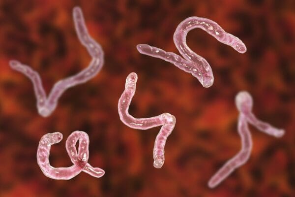 Hookworm Infections