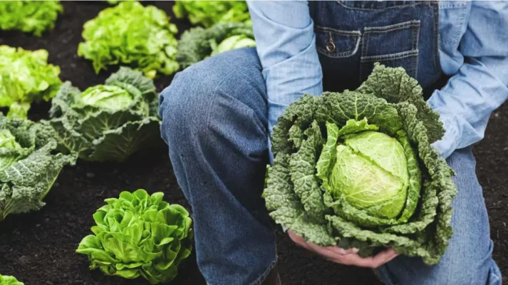 9 Impressive Health Benefits of Cabbage