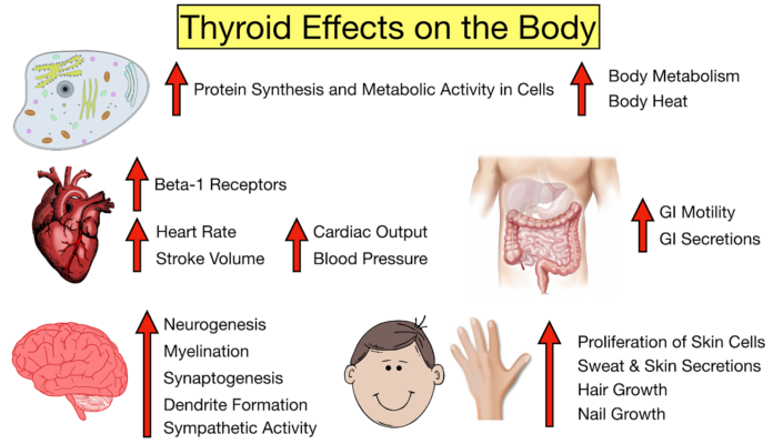 The Effects of Hypothyroidism on the Body