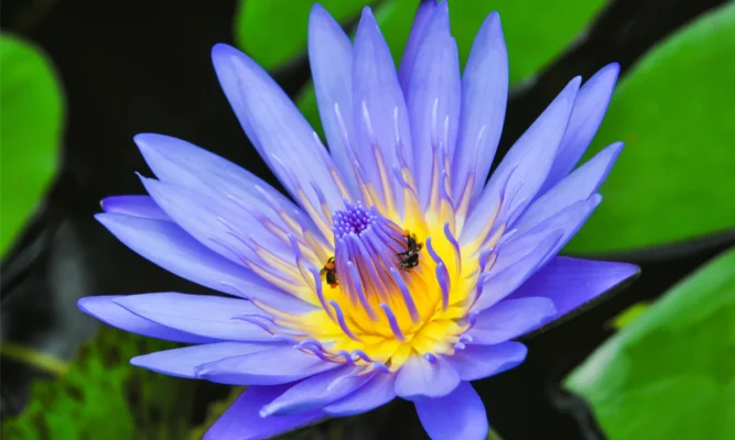 Blue Lotus Flower